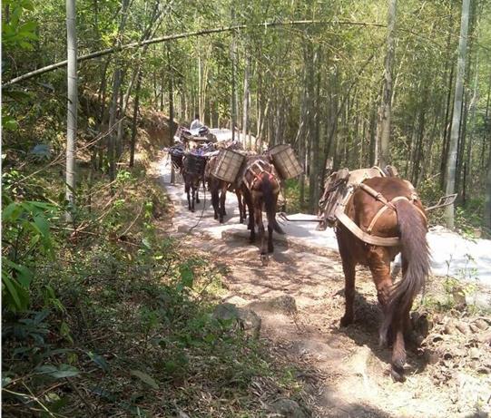 湖北马帮运输电话