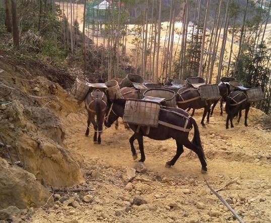湖北山区马队运输