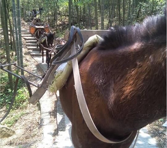 湖北骡马队运输