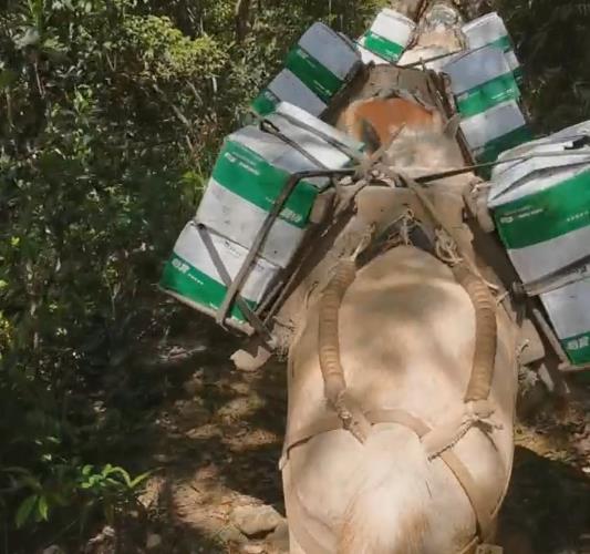 湖北骡马山路运输