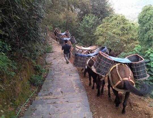 湖北骡马运输电话