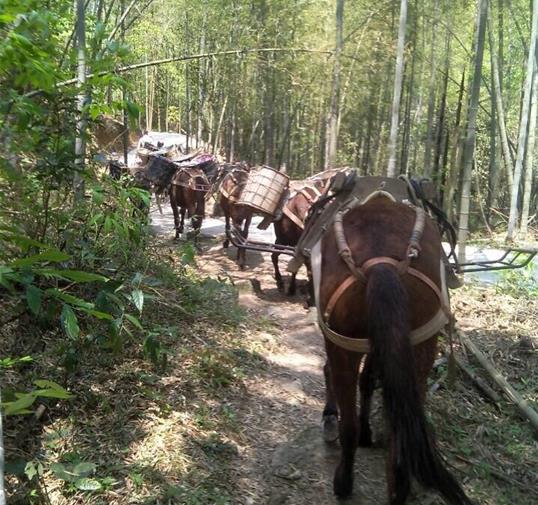 湖北骡马运输公司