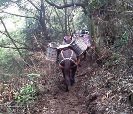 湖北马帮运输公司