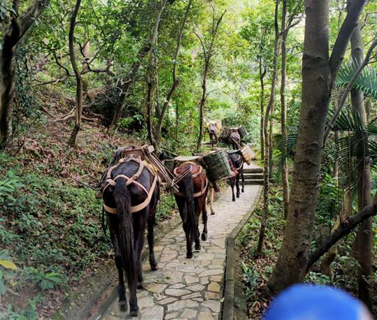 湖北马队运输电话