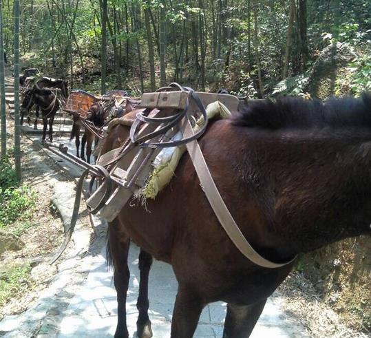 湖北山路骡马运输