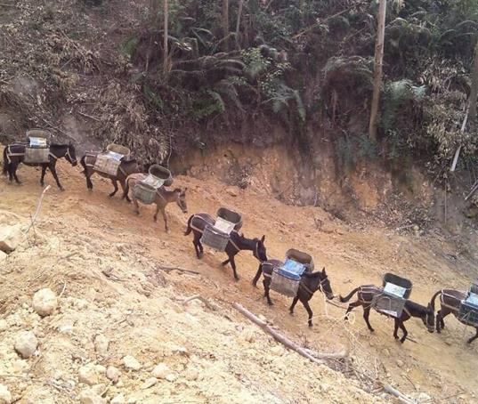 湖北山路马帮运输