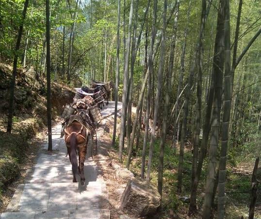 湖北山路马队运输