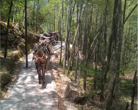 湖北山区骡马运输